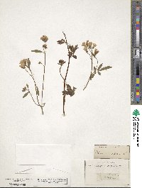 Polemonium reptans image