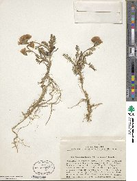 Polemonium boreale image