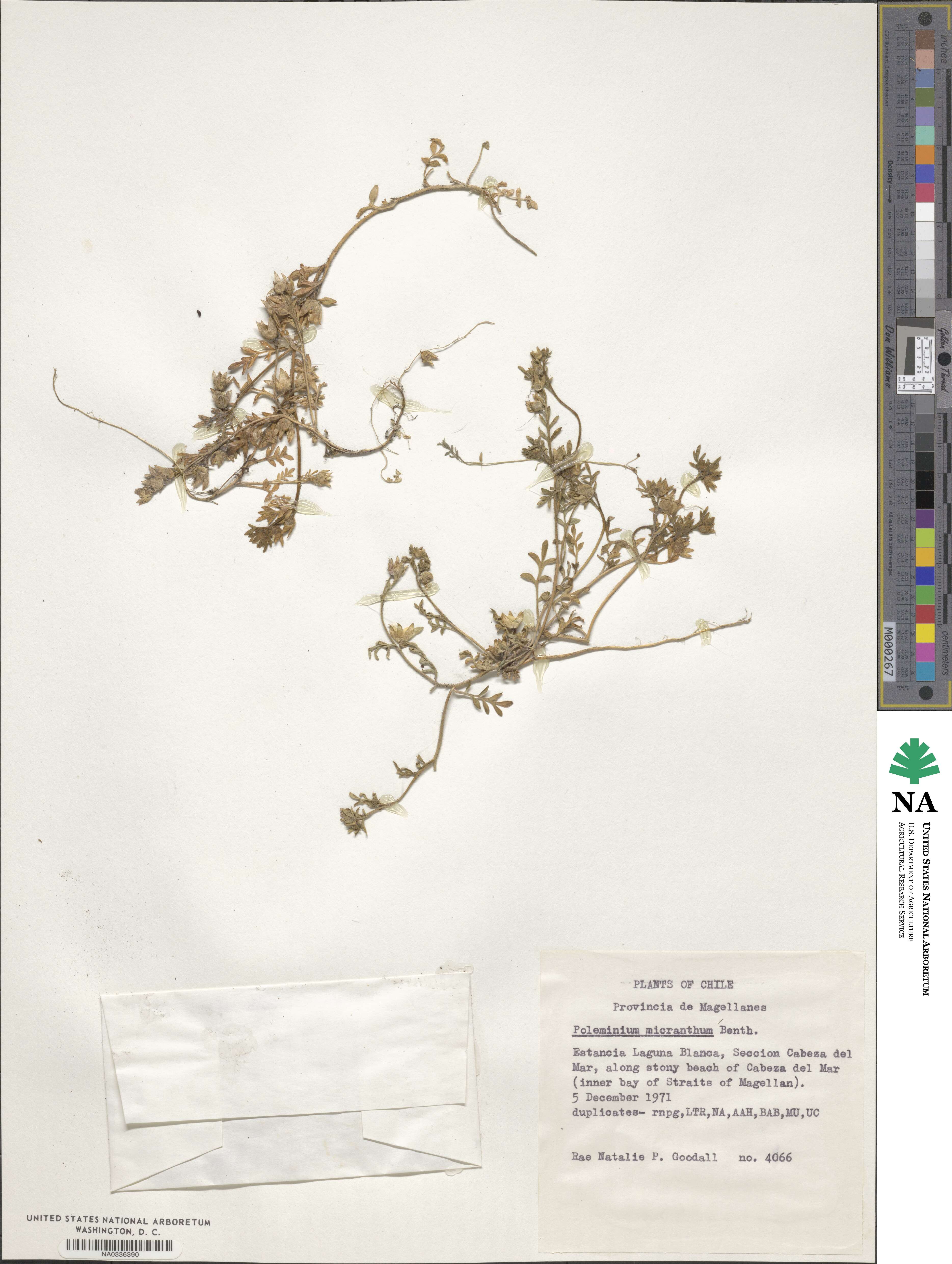 Polemonium micranthum image