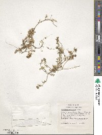 Polemonium micranthum image