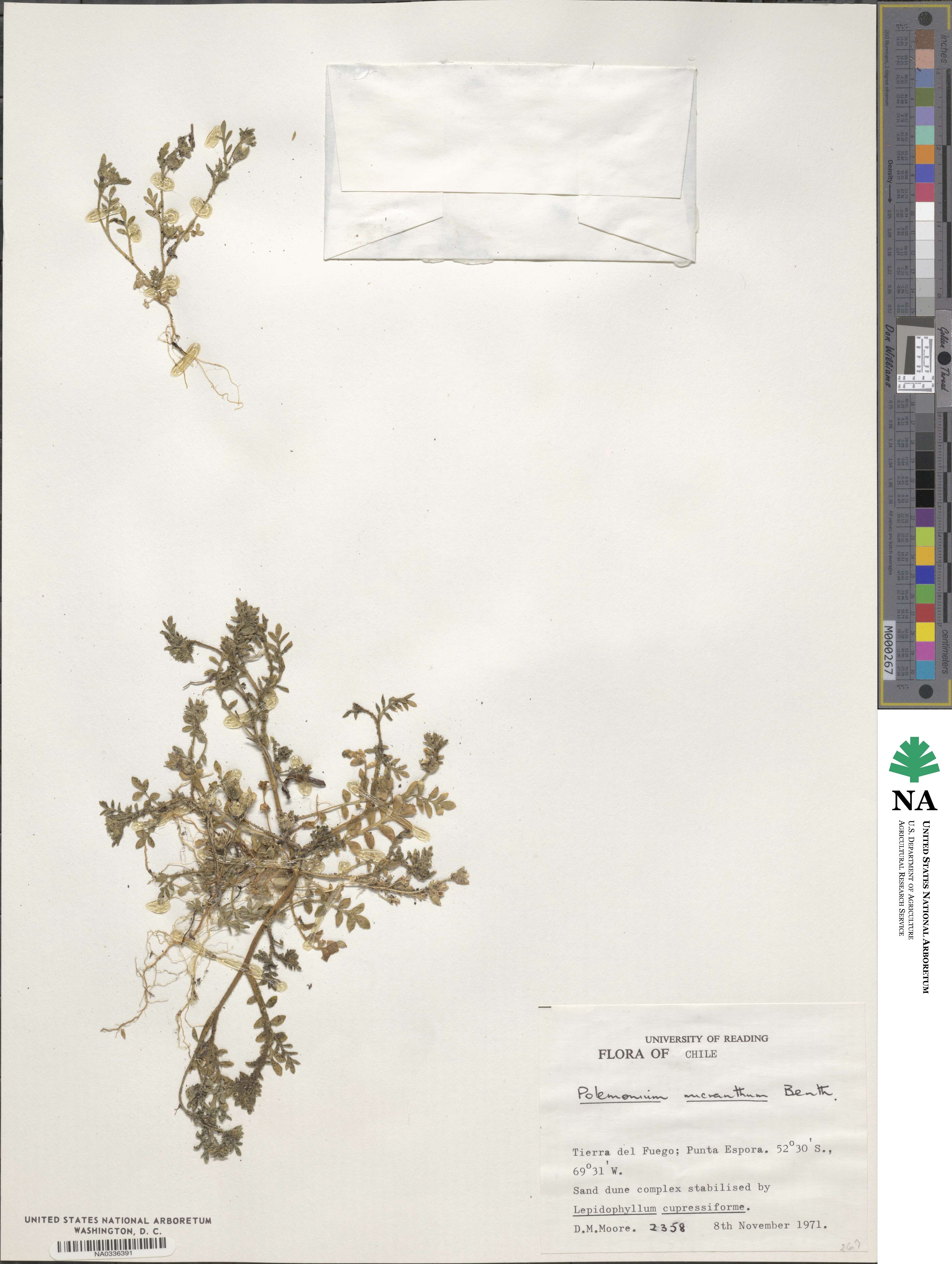 Polemonium micranthum image