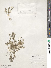 Polemonium micranthum image