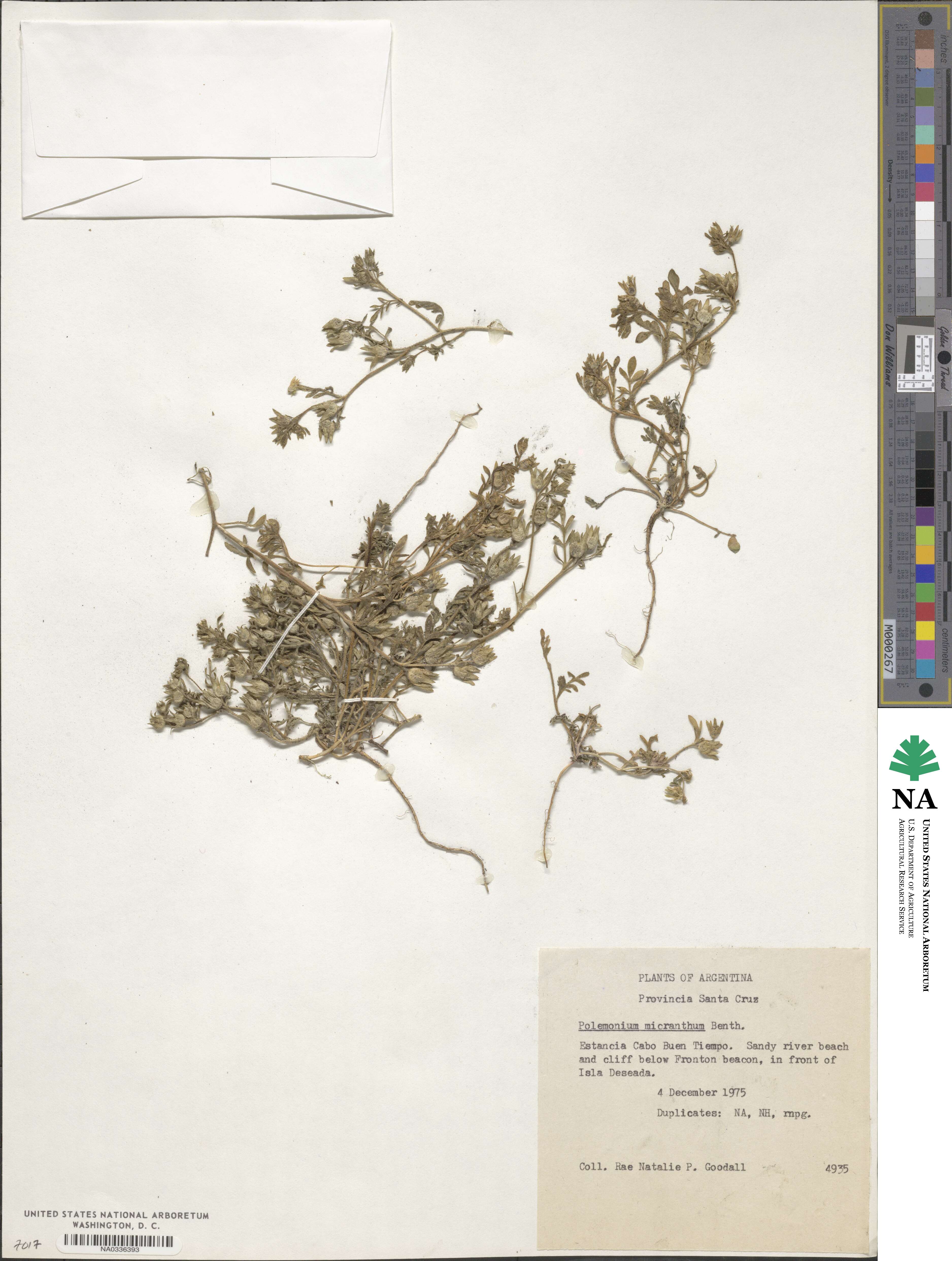 Polemonium micranthum image