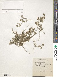 Polemonium micranthum image