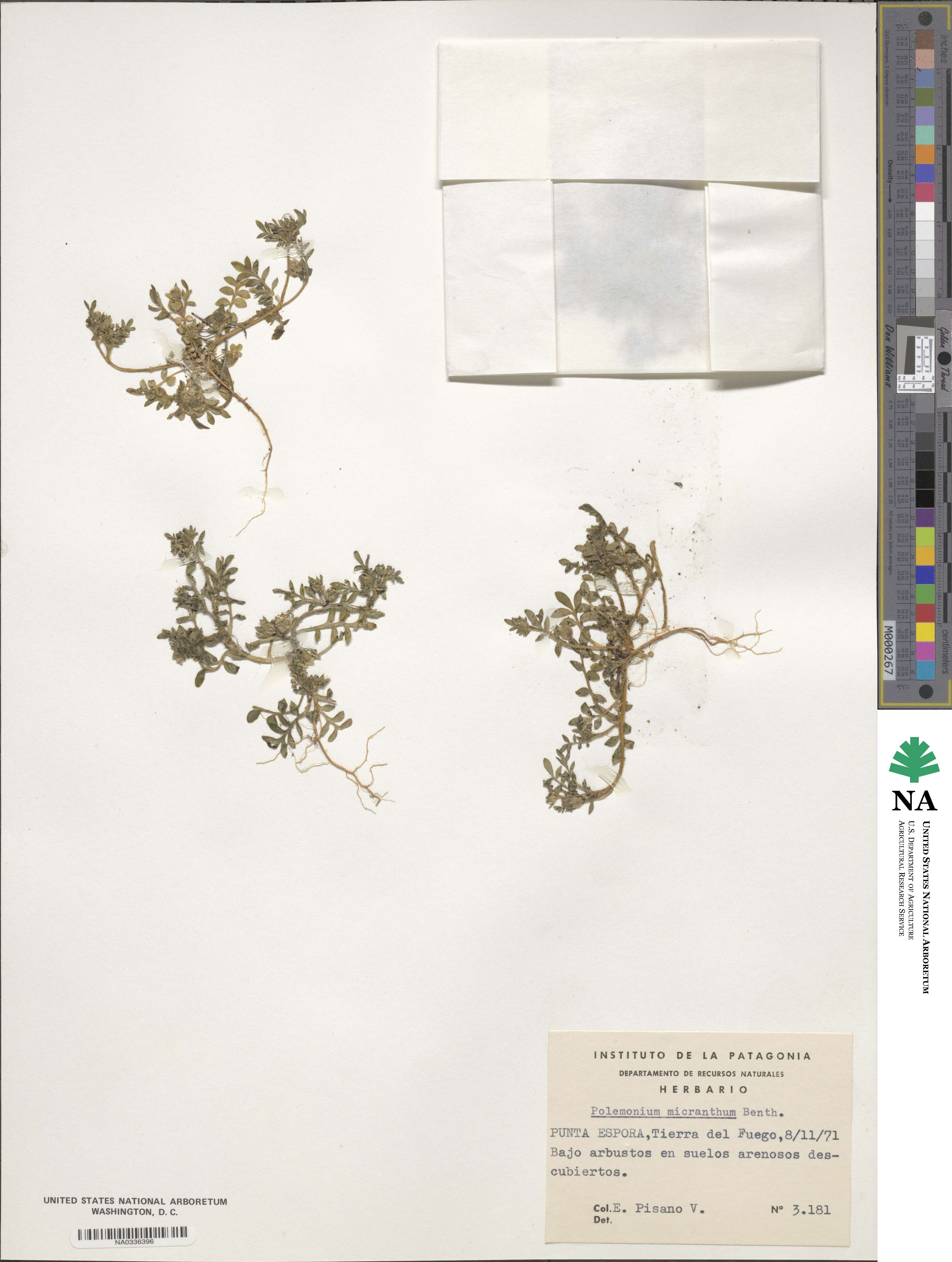 Polemonium micranthum image