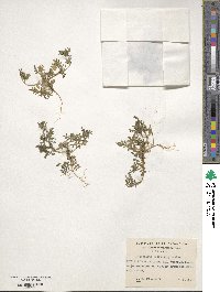 Polemonium micranthum image