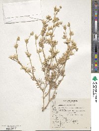 Polemonium micranthum image