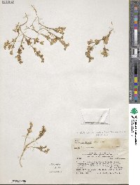 Polemonium micranthum image