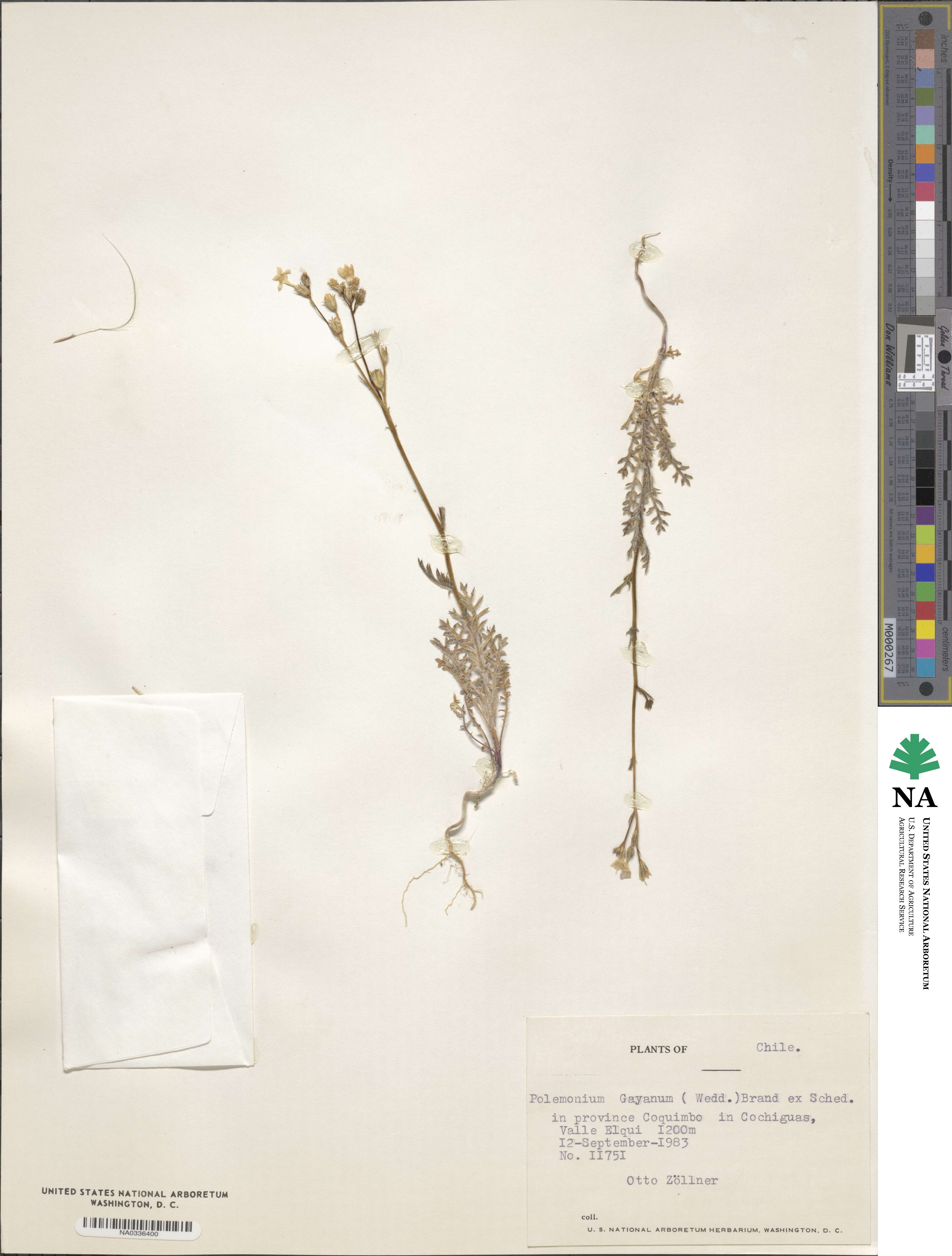 Polemonium micranthum image