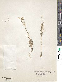 Polemonium micranthum image