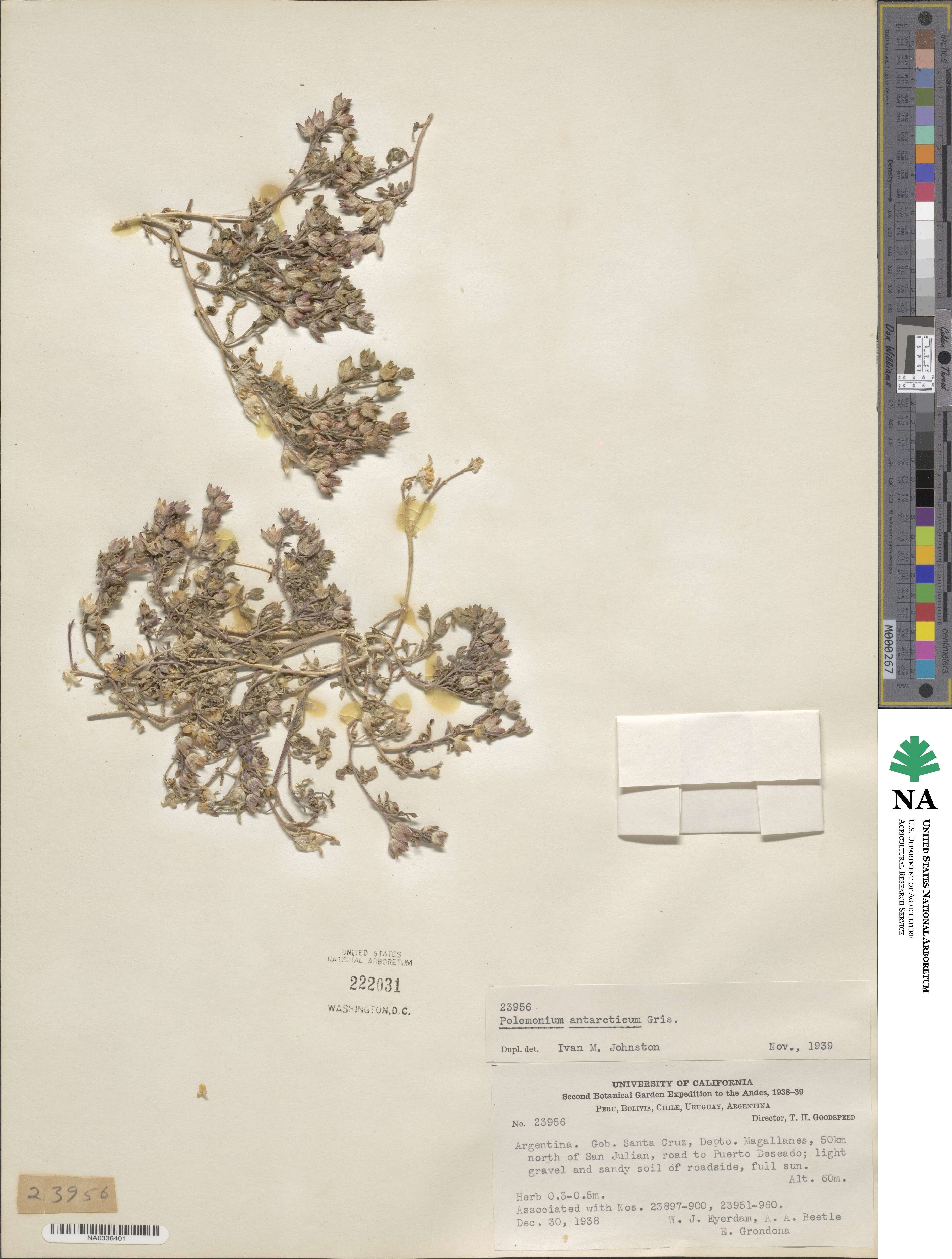 Polemonium micranthum image