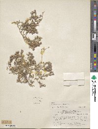 Polemonium micranthum image