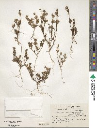 Polemonium micranthum image