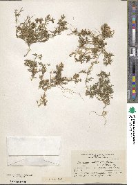 Polemonium micranthum image