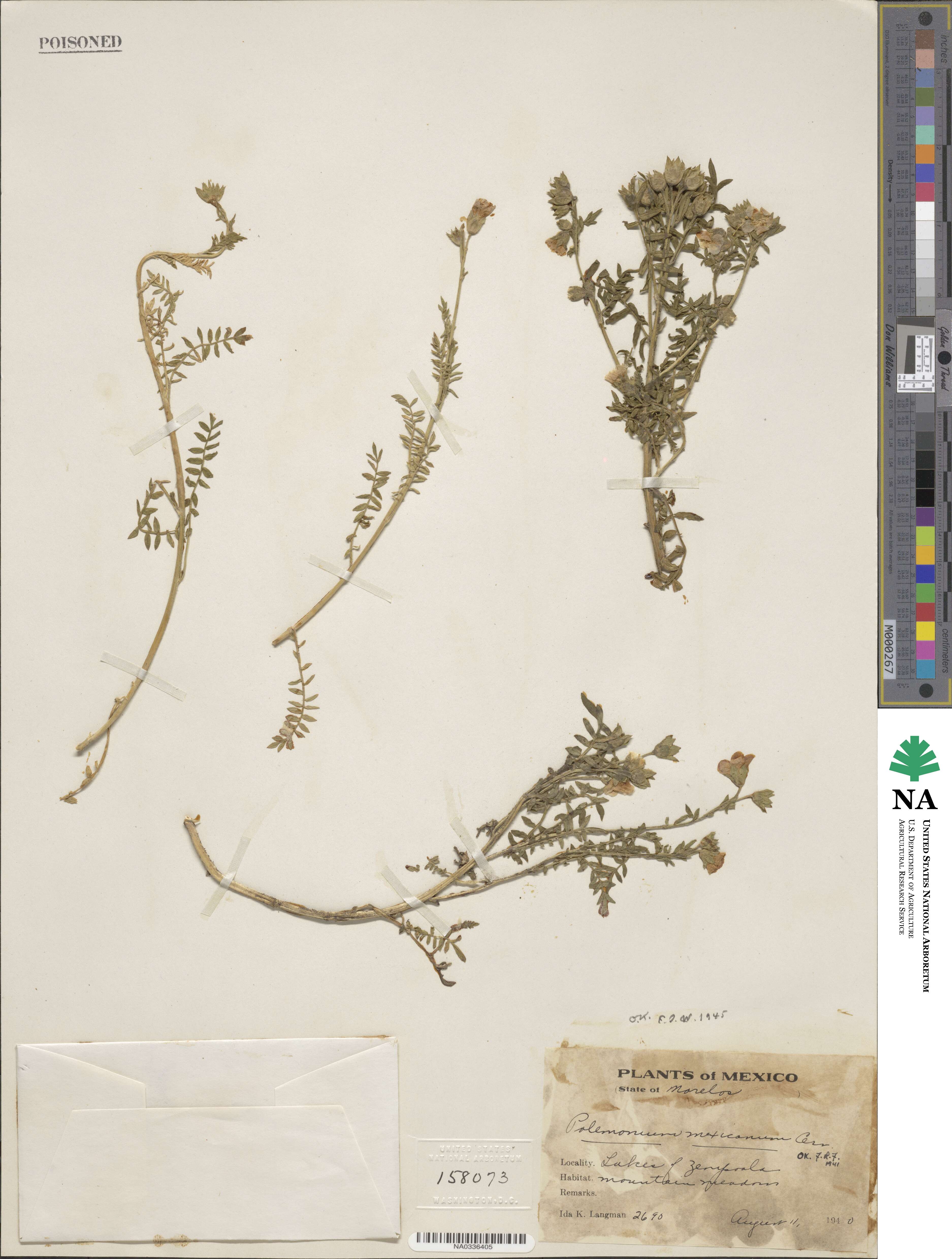 Polemonium foliosissimum image