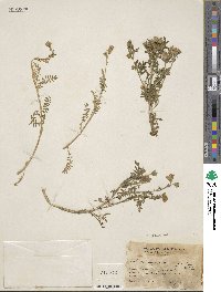 Polemonium foliosissimum image