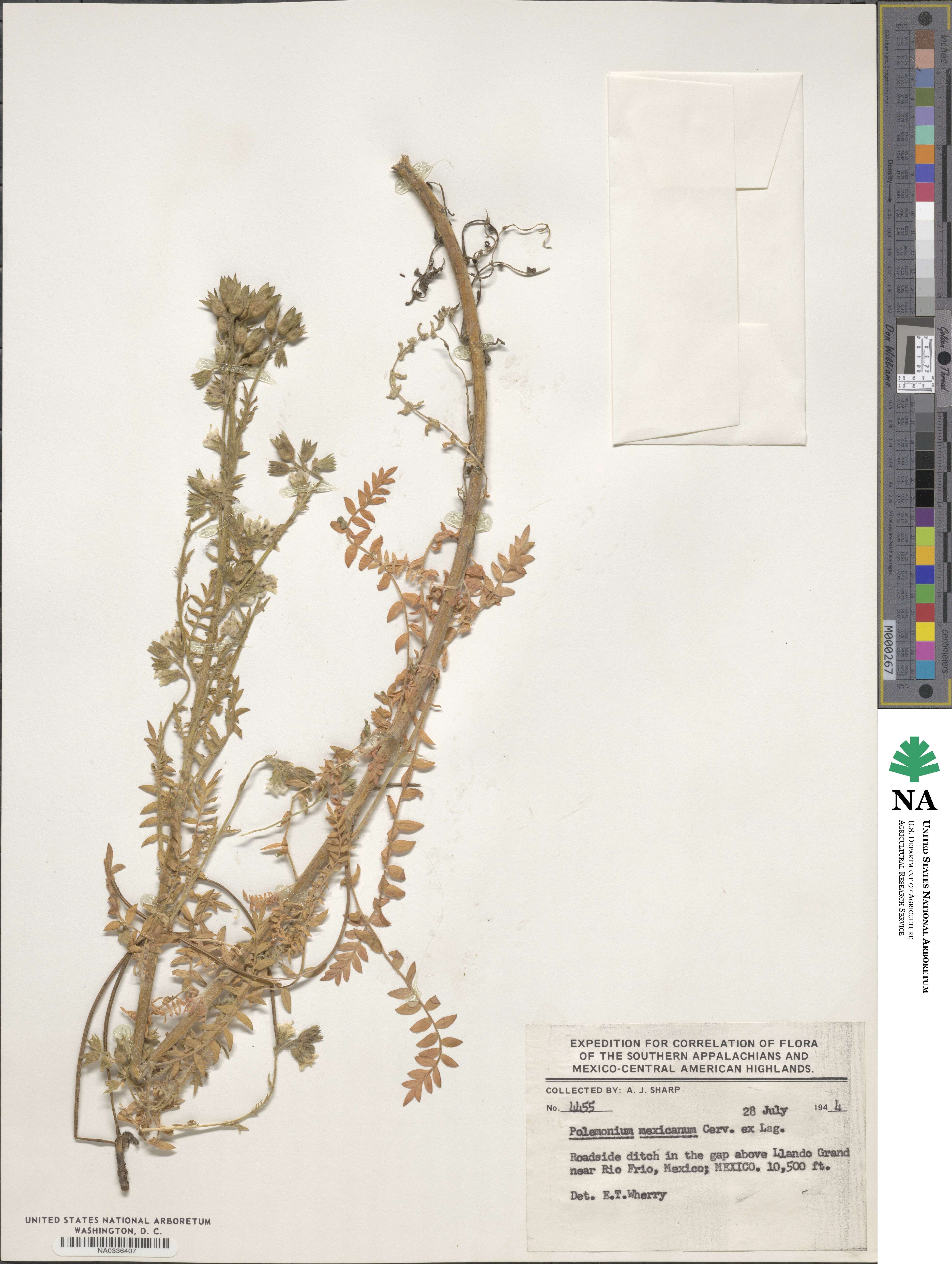 Polemonium foliosissimum image