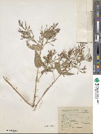 Image of Loeselia grandiflora