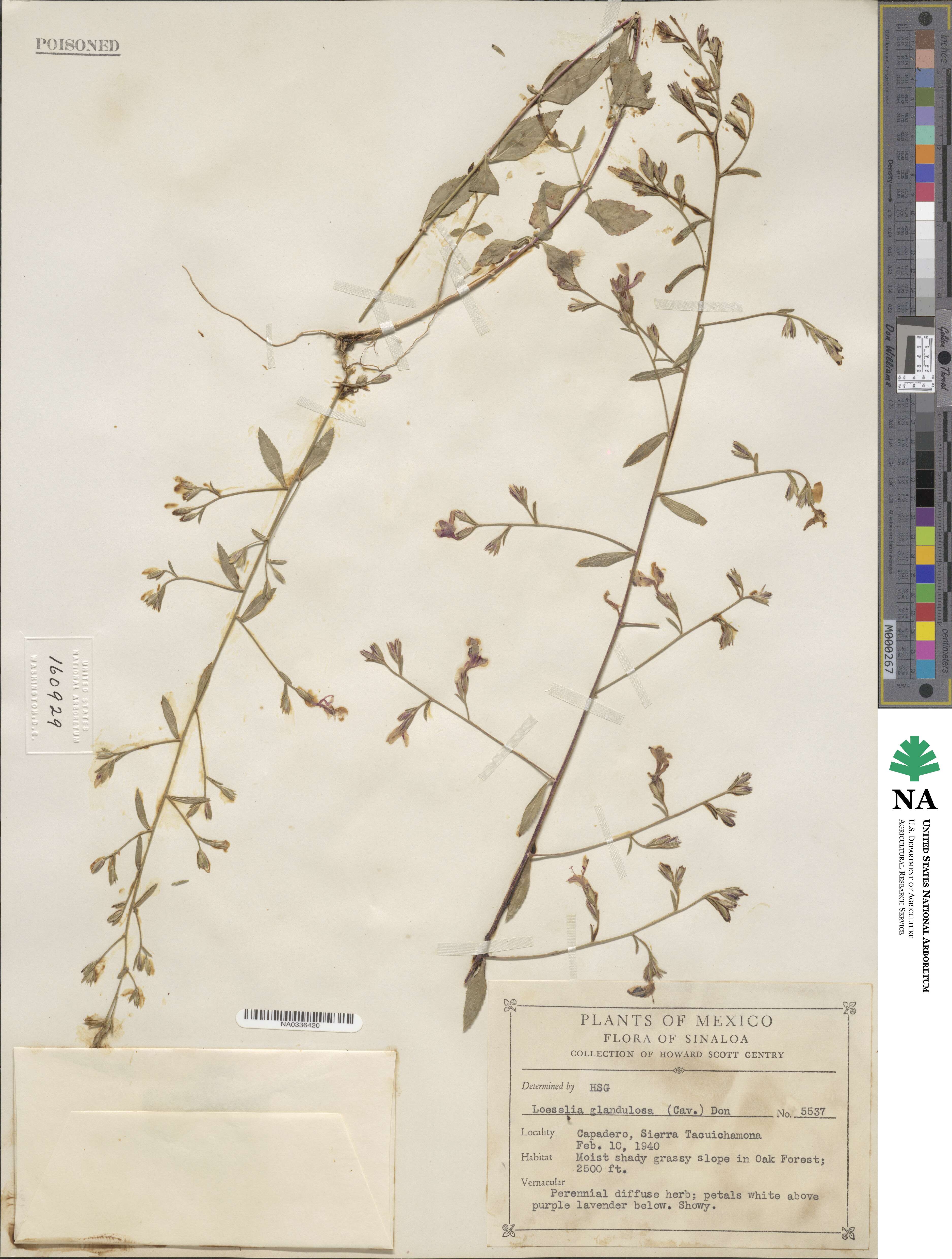 Loeselia glandulosa image