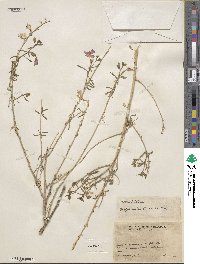 Bonplandia geminiflora image