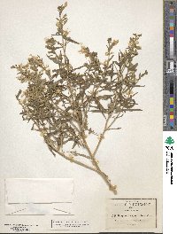 Bonplandia geminiflora image