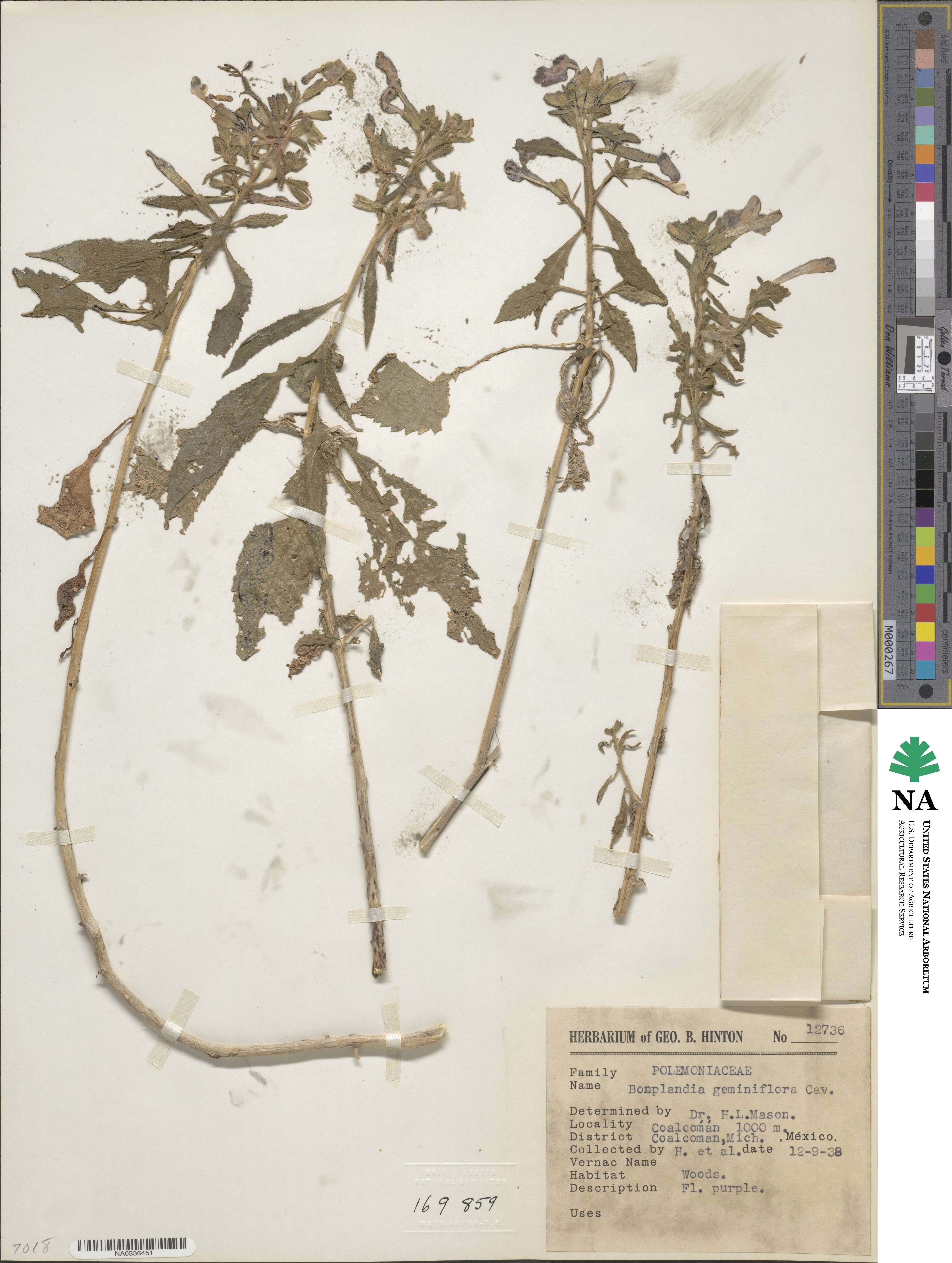 Bonplandia geminiflora image