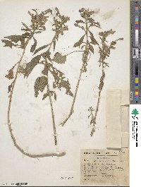 Bonplandia geminiflora image