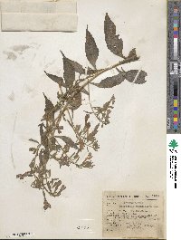 Bonplandia geminiflora image