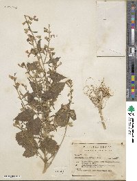 Bonplandia geminiflora image