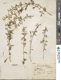 Bonplandia geminiflora image