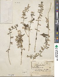 Bonplandia geminiflora image