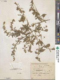 Bonplandia geminiflora image