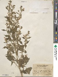 Bonplandia geminiflora image