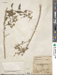 Bonplandia geminiflora image