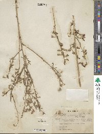 Bonplandia geminiflora image