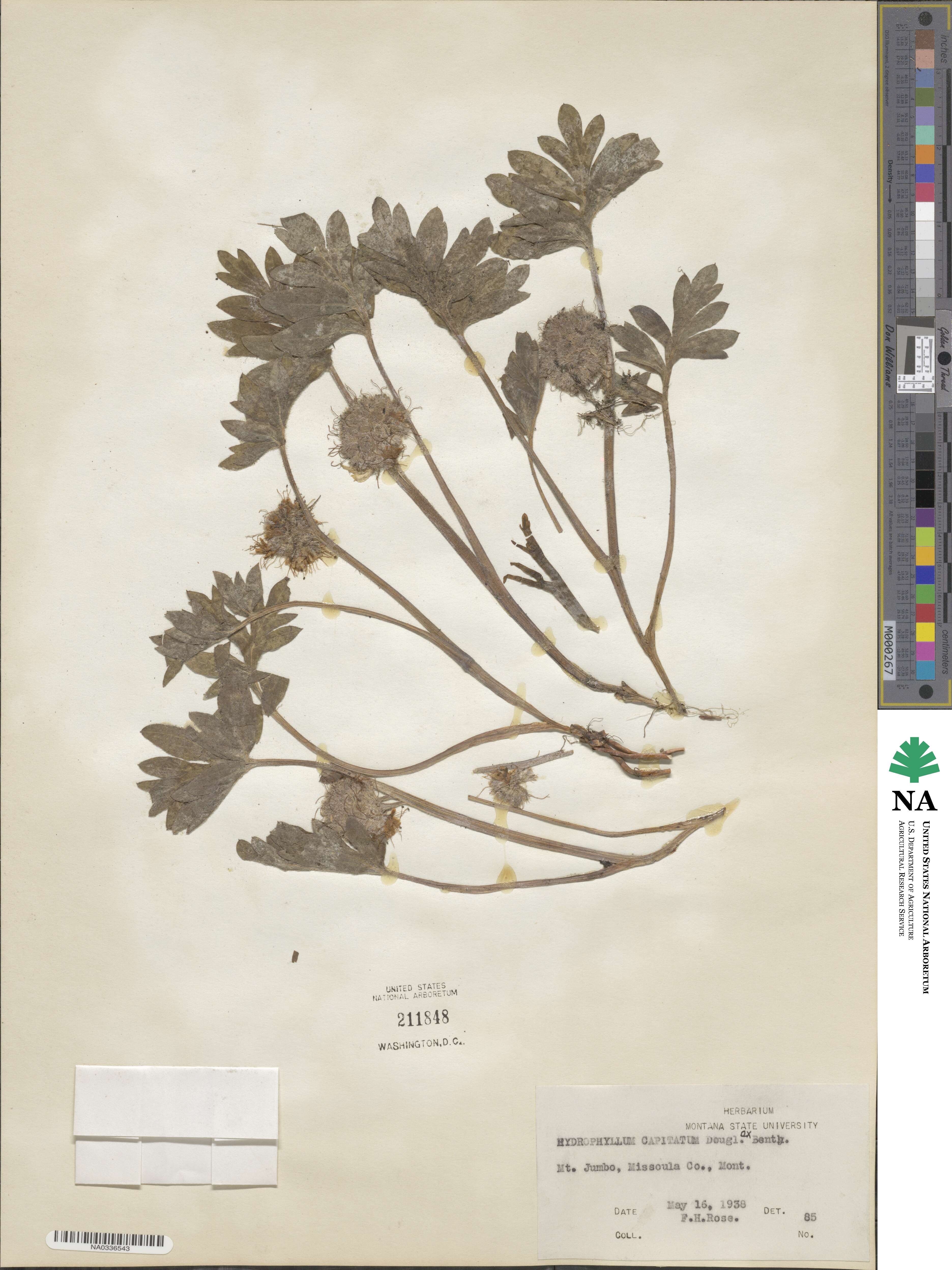 Hydrophyllum capitatum image