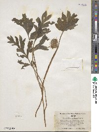 Hydrophyllum capitatum image