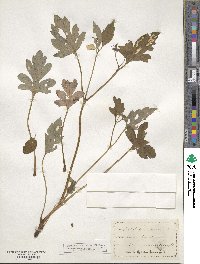 Hydrophyllum canadense image