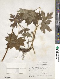 Hydrophyllum canadense image