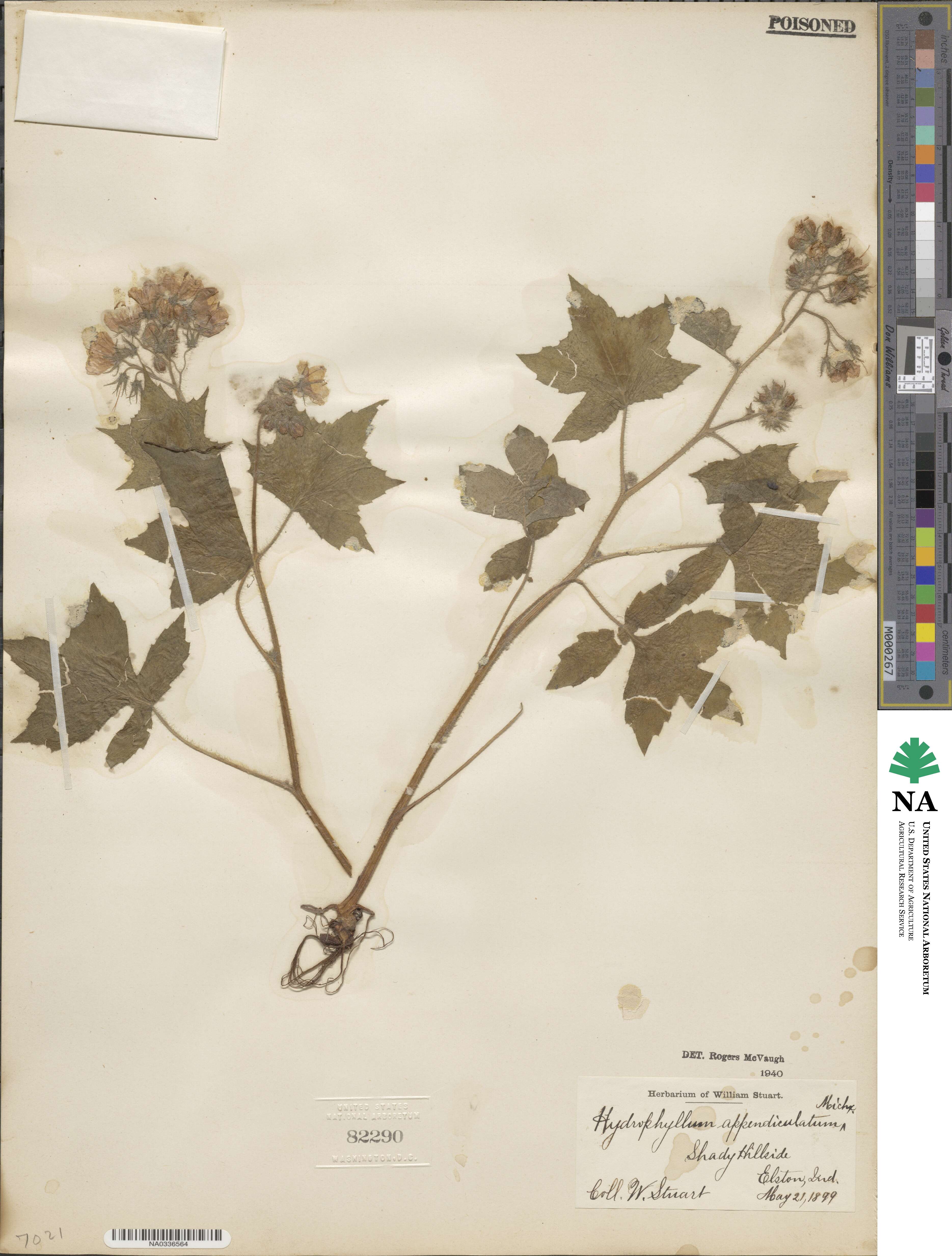 Hydrophyllum appendiculatum image