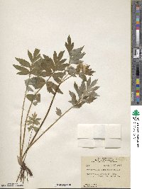 Hydrophyllum fendleri var. albifrons image