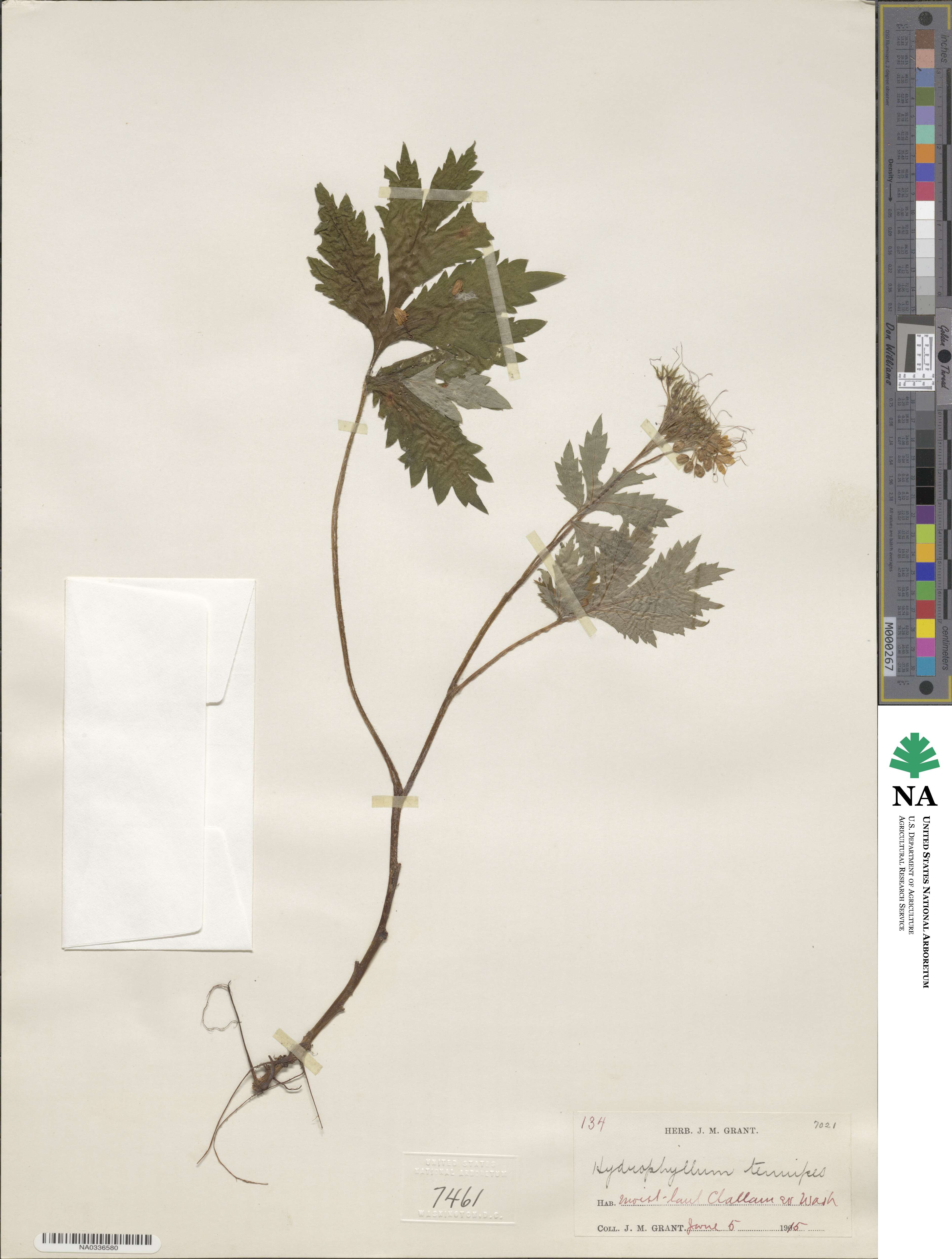 Hydrophyllum tenuipes image