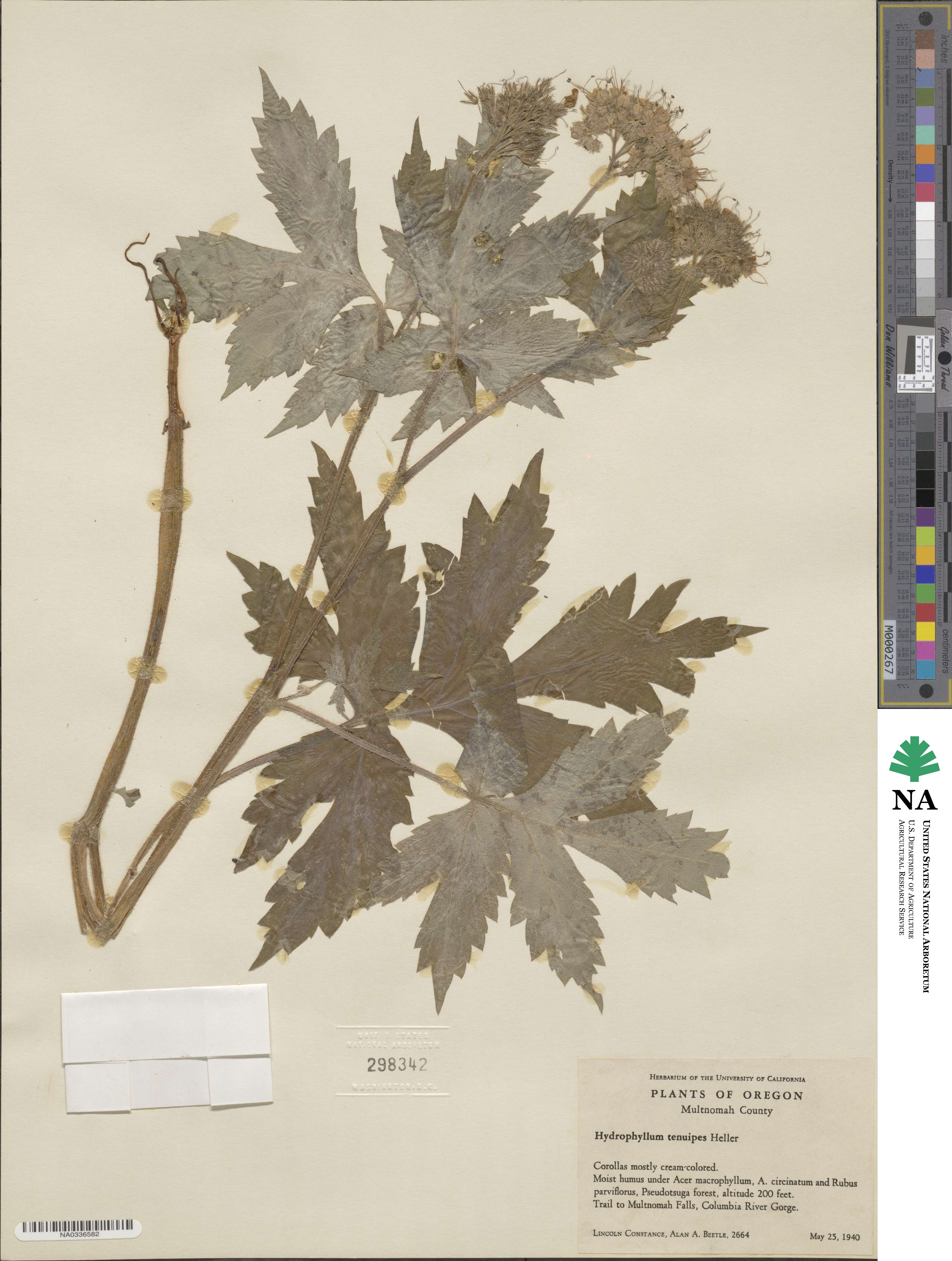 Hydrophyllum tenuipes image