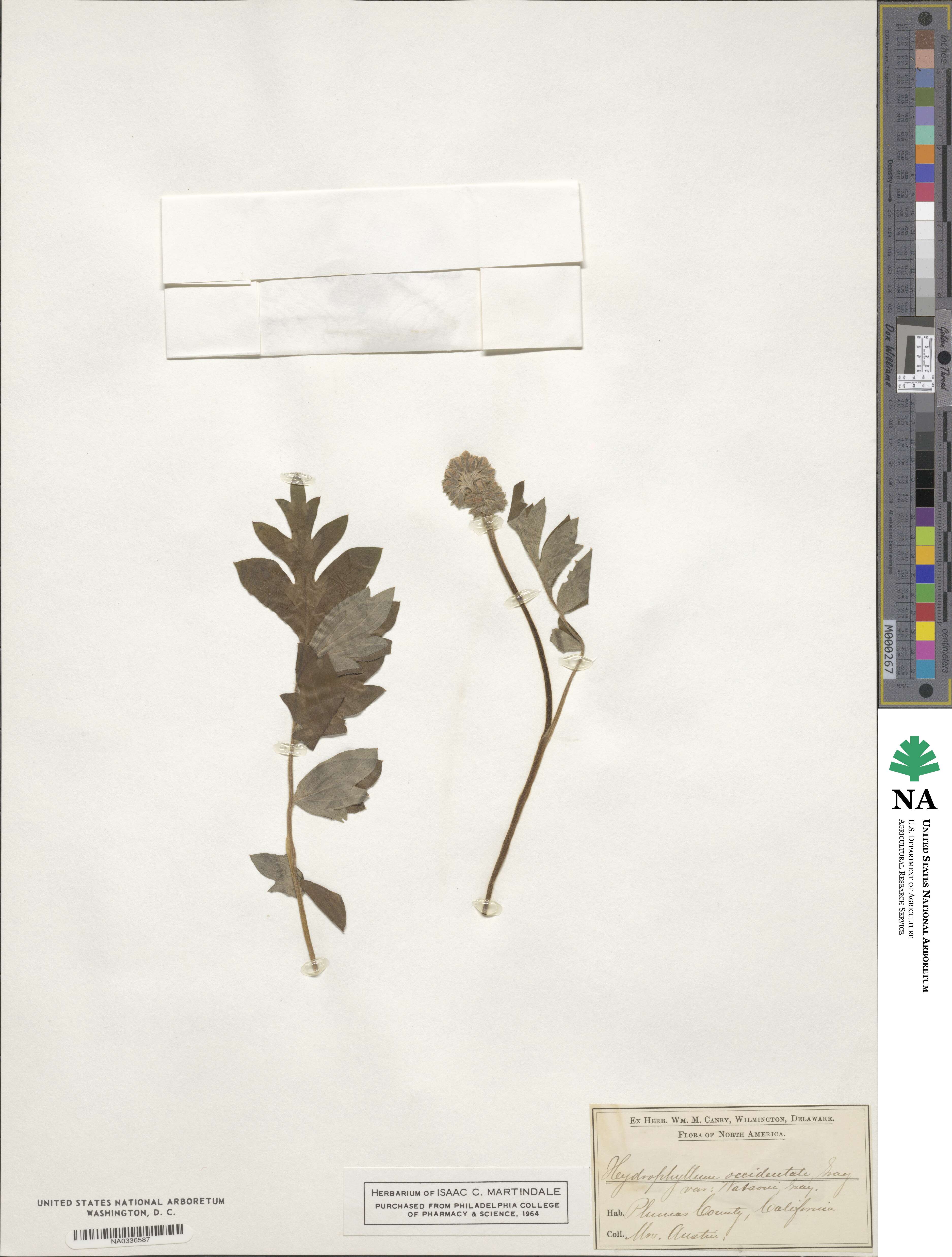 Hydrophyllum occidentale image