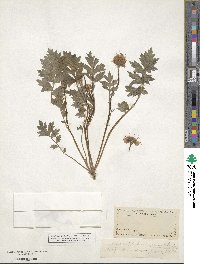 Hydrophyllum occidentale var. watsonii image