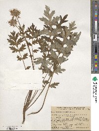 Hydrophyllum occidentale image