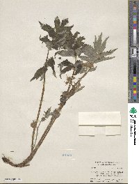 Hydrophyllum fendleri var. albifrons image