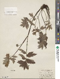 Hydrophyllum fendleri var. albifrons image