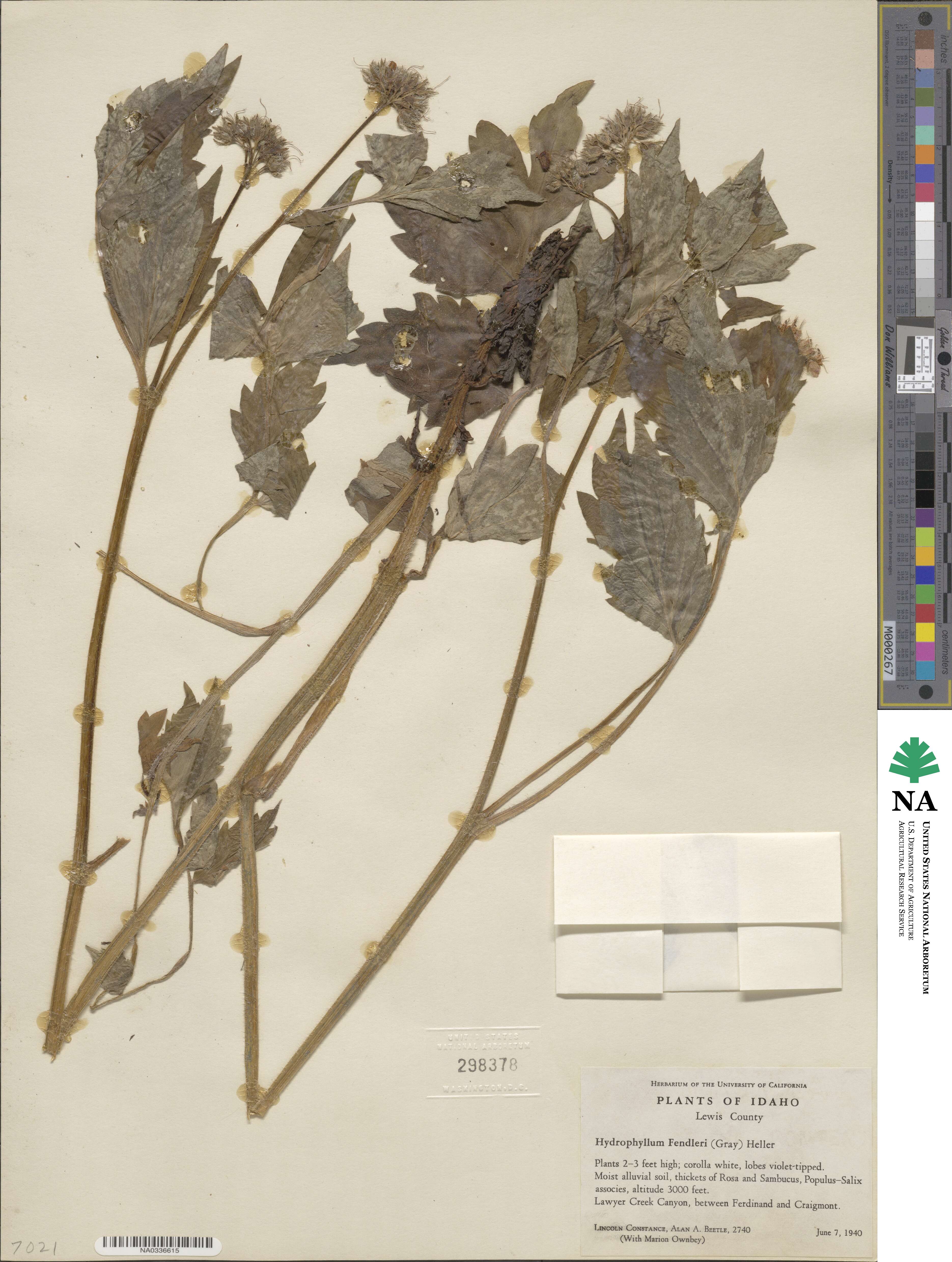 Hydrophyllum fendleri image