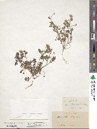 Nemophila menziesii image